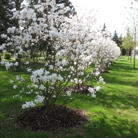 Der Frühling ist da  - der Sommer naht!