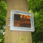 Bild am Baum