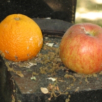 Grabfrüchte -Wegzehrung